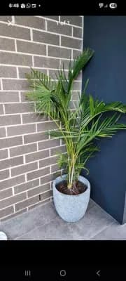 Pothos Totem Plant Stand for Indoor Home Decoration